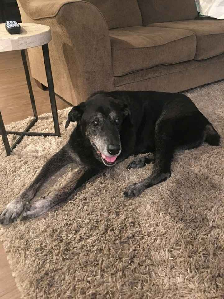 NWR- my dog passed away