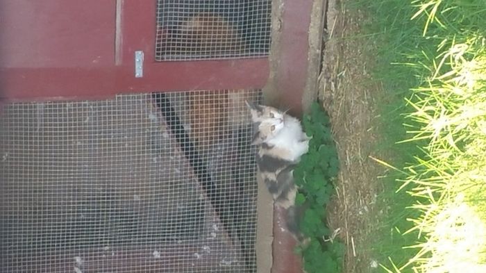 Show my your kitties!