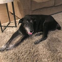 NWR- my dog passed away