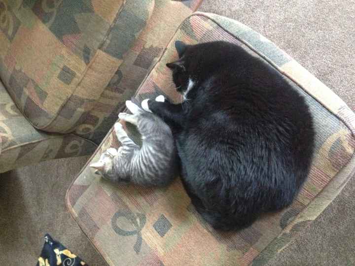 Just for fun, Kittens!!! ;-)