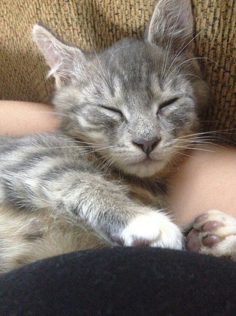 Just for fun, Kittens!!! ;-)