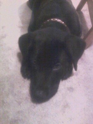 NWR: I want to see your pets!