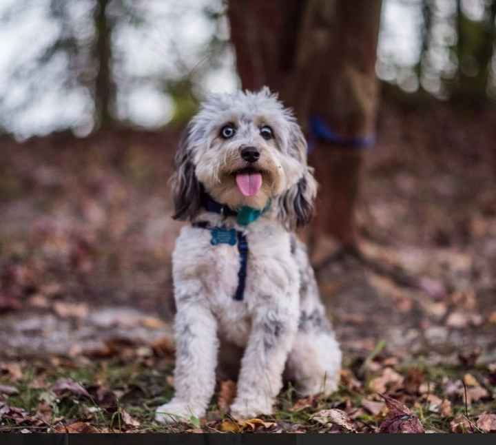 We got a puppy!!!!! UPDATE Crate Training Advice!