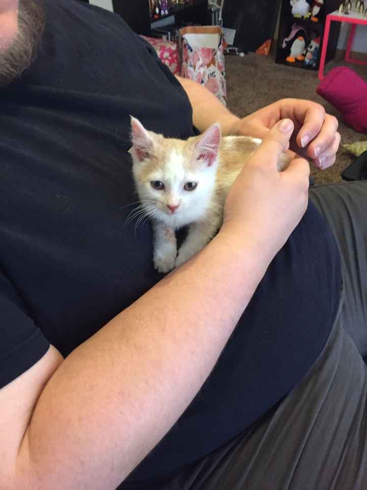 NWR- FH found TEENY KITTEN!!