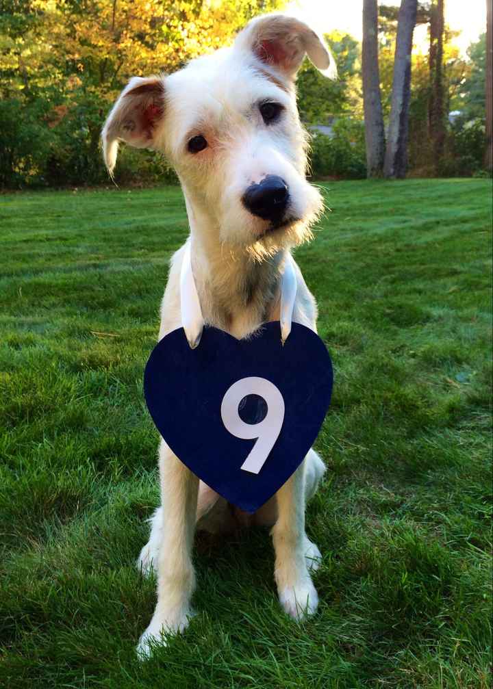 NWR: My four-legged child turns THREE today!!! *I want pics of yours*