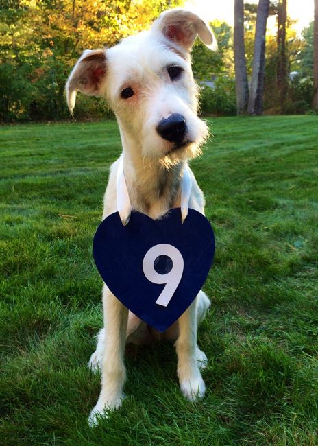 NWR: My four-legged child turns THREE today!!! *I want pics of yours*