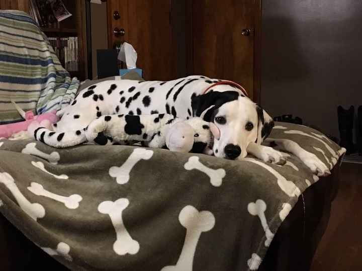 NWR: post pics of your pets!!