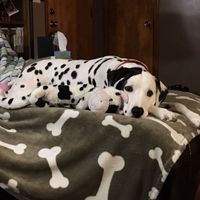 NWR: post pics of your pets!!