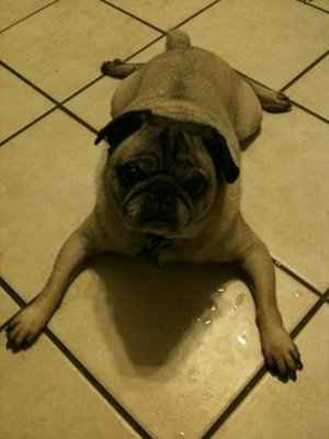 SBR: Meet my Fur-babies, lets see yours too