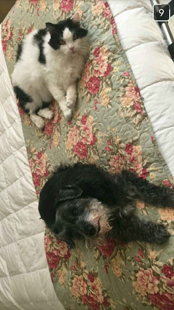 NWR: Saying Goodbye to My Kitty