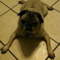 SBR: Meet my Fur-babies, lets see yours too