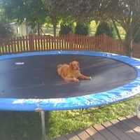 SBR: Meet my Fur-babies, lets see yours too