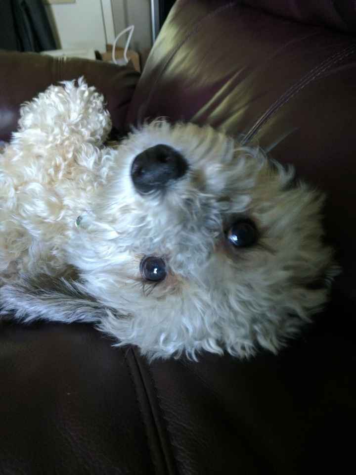 Nwr- show me your fur babies