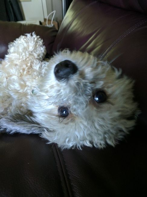 Nwr- show me your fur babies