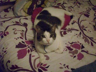My furbaby: pics of the evil thing included