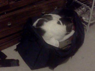 NWR: Lets see our pets!!