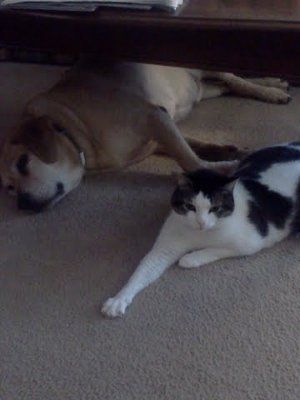 NWR: Lets see our pets!!