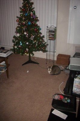 NWR- Lets see your Christmas trees!!!