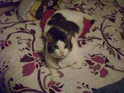 My furbaby: pics of the evil thing included