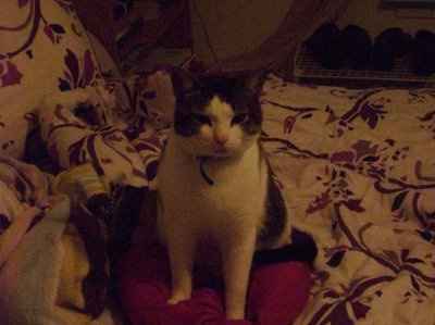 My furbaby: pics of the evil thing included