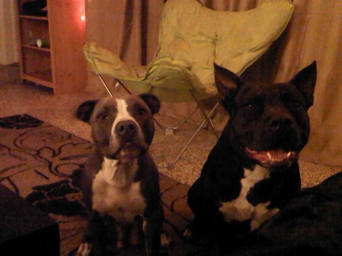 Keeping my mind of my wedding...Show me your dog:)!!**Pics