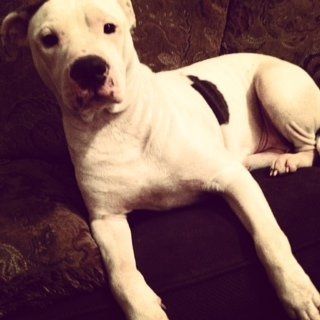 Keeping my mind of my wedding...Show me your dog:)!!**Pics
