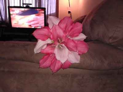 First attempt at DIY bouquets!!! Opinions welcomed!