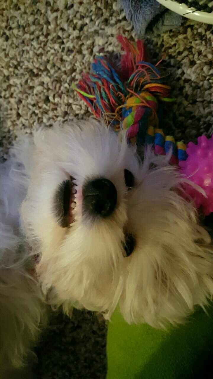 Positive thoughts and pictures of fluffy pets please