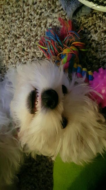 Positive thoughts and pictures of fluffy pets please