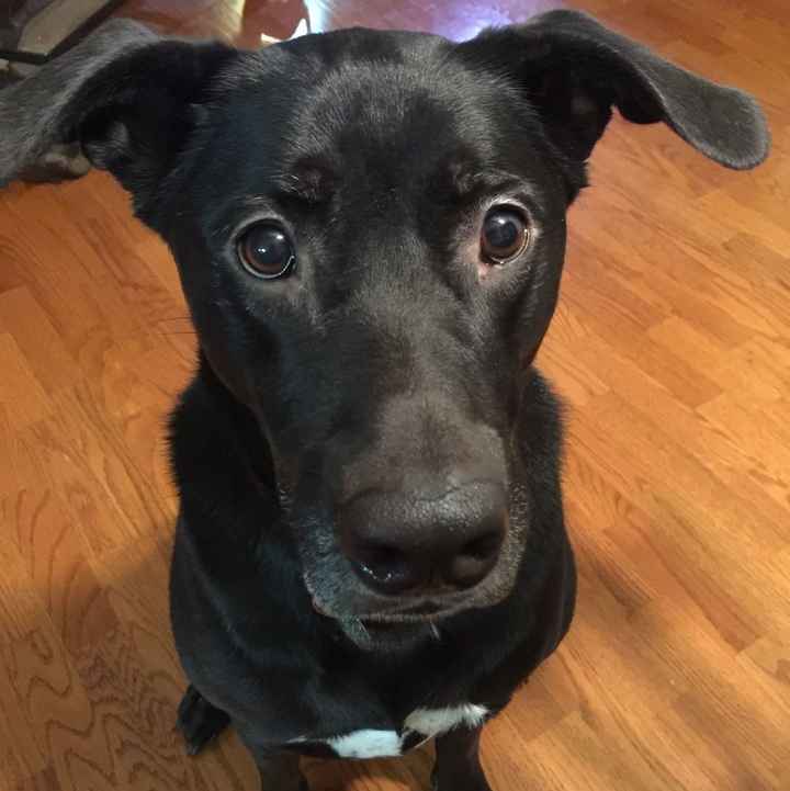 NWR: National Dog Day!