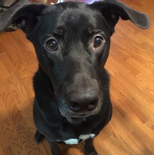 NWR: got a dog!