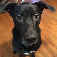 NWR: National Dog Day!