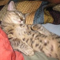 Show off your furbabies!