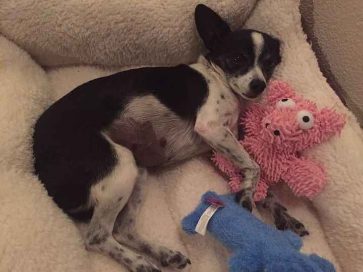 NWR: Bored? Show off your pets!