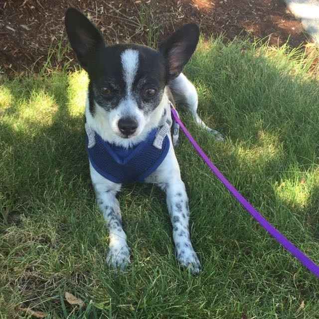 NWR- pets! We love them show me yours :)
