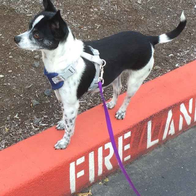 Fur baby
