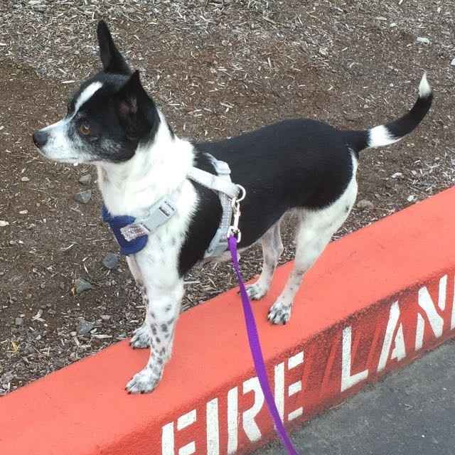 NWR: National Dog Day!