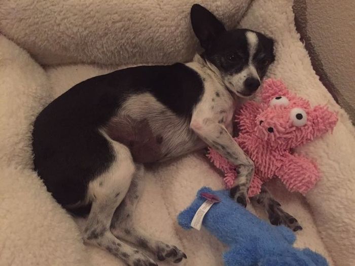 NWR: Bored? Show off your pets!