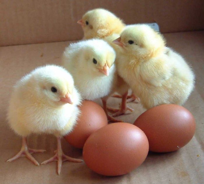 Getting Hatched on Sunday!  NWR