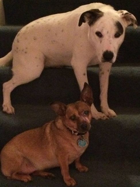 Fur Kids