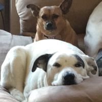 Nwr- show me your fur babies