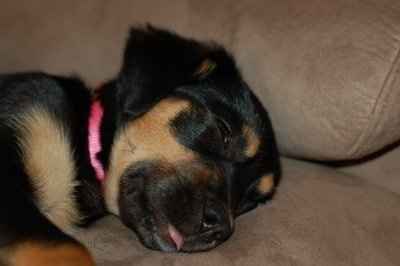 SBR: Meet my Fur-babies, lets see yours too