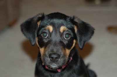 SBR: Meet my Fur-babies, lets see yours too