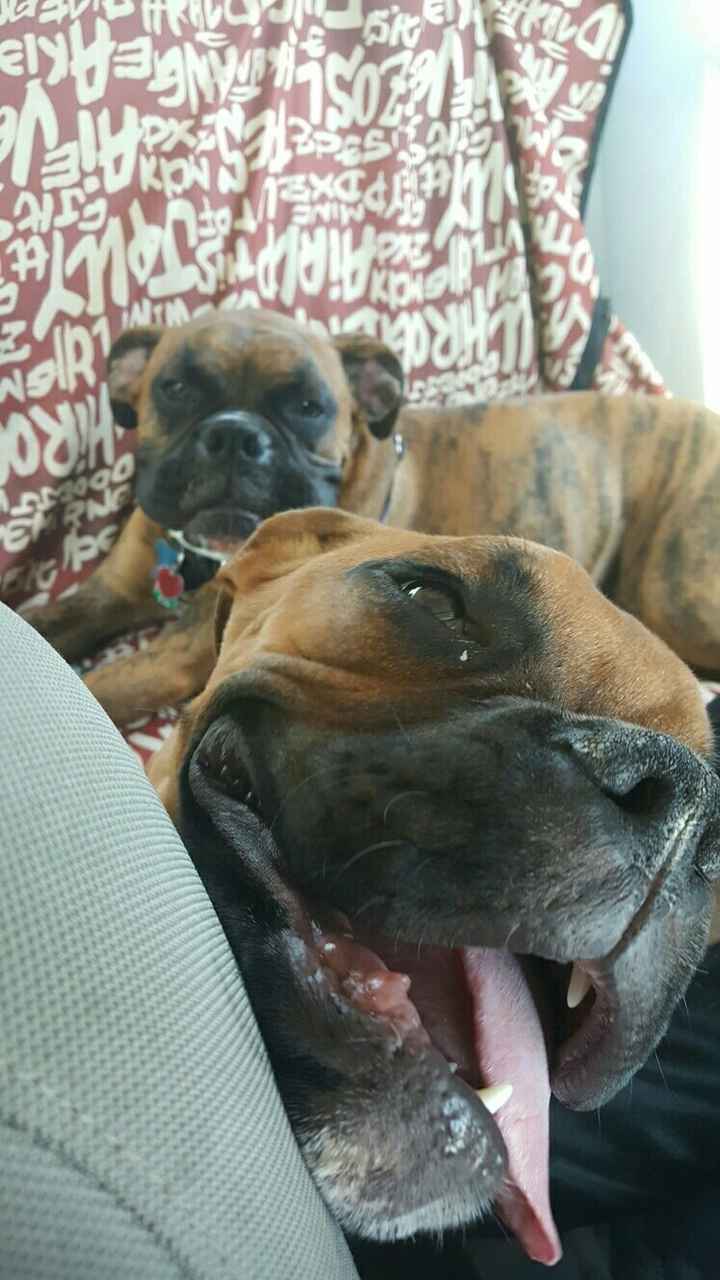 Just ordered my dogs first birthday cake! NWR