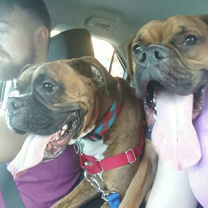 Let me see those fur babies!