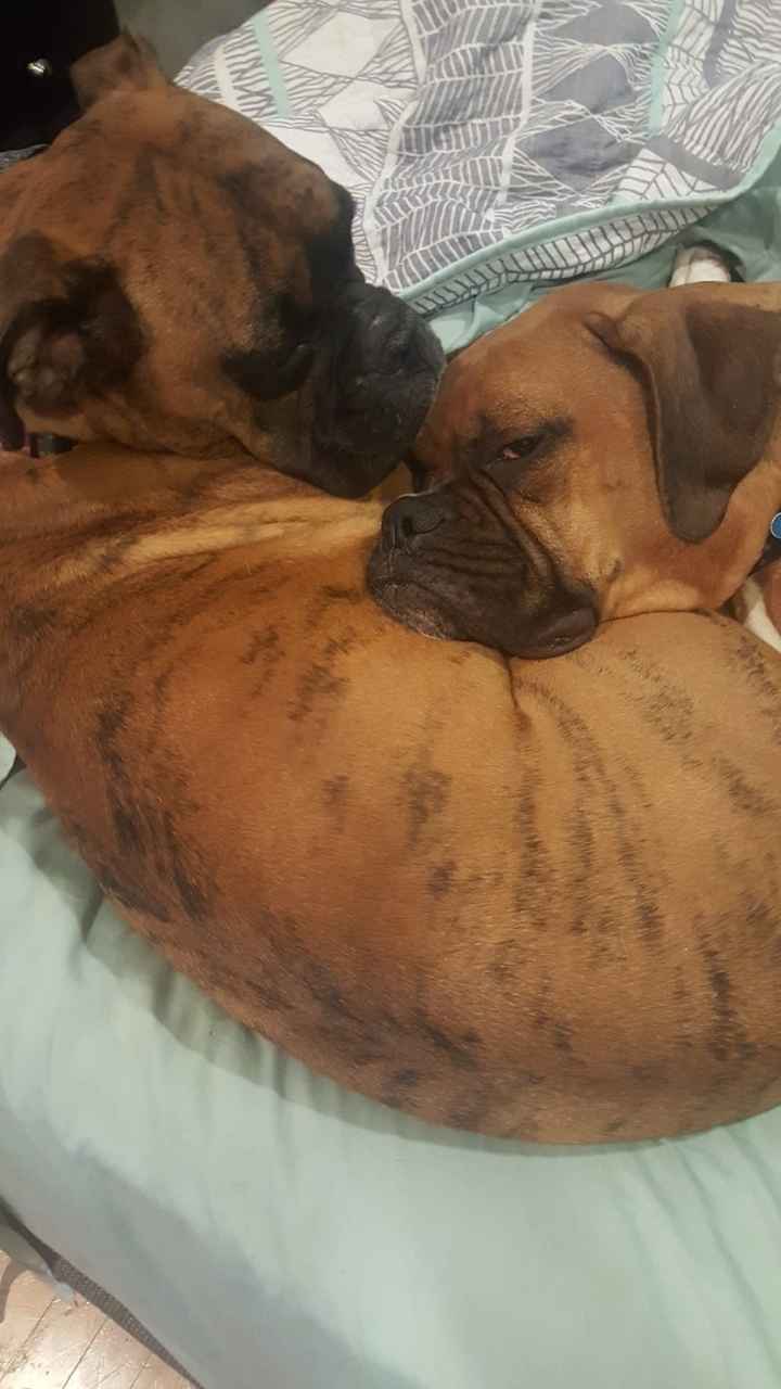 Nwr- show me your fur babies