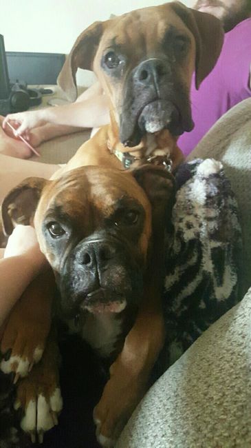 NWR- pets! We love them show me yours :)