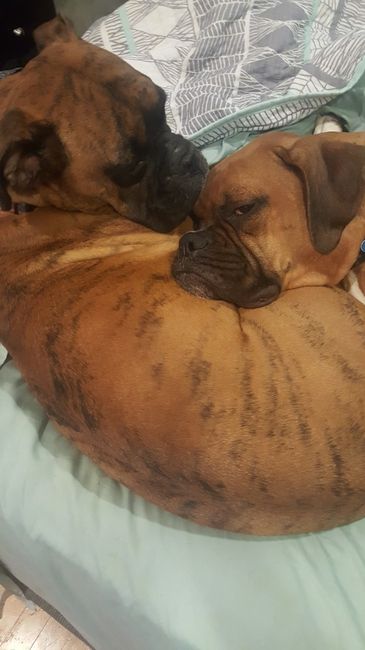 Nwr- show me your fur babies