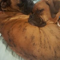 Nwr- show me your fur babies