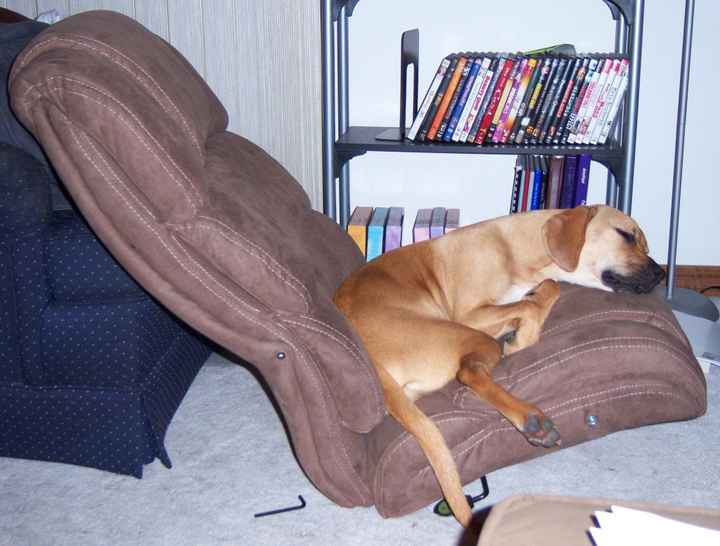 Pets "helping" you make things